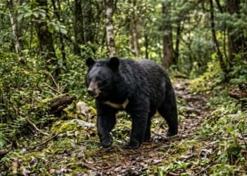 Urso invade casa de casal de idosos e esvazia a geladeira no norte do Japão