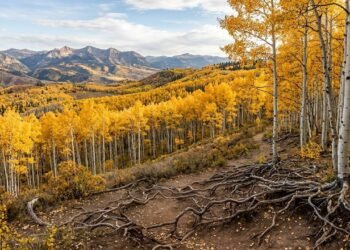 A descoberta botânica que surpreendeu os cientistas: a floresta de 6.000 toneladas que na verdade é um único organismo vivo gigante