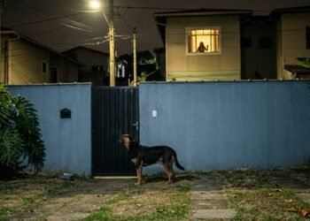 Morador viaja e deixa cachorro sozinho por 12 horas, latidos tiram o sono dos vizinhos e caso pode gerar processo com base no Artigo 42
