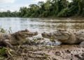 A diferença biológica fundamental que surpreendeu os biólogos e revela o lado mais evidente para separar jacarés de crocodilos apenas pelo focinho