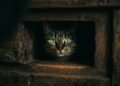 ronrono do gato