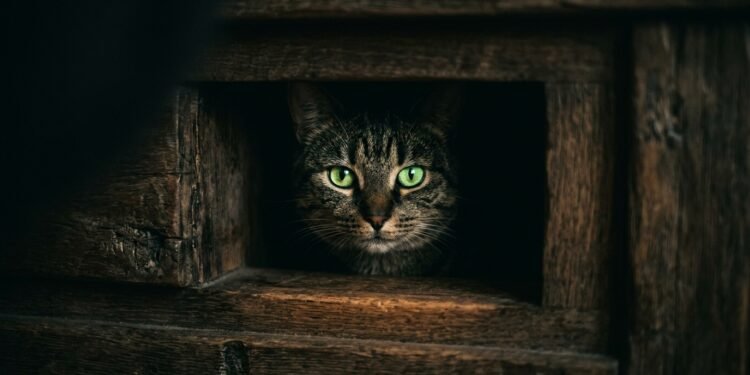 ronrono do gato
