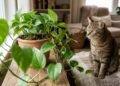 Jiboia x planta-do-dinheiro: as diferenças anatômicas de folhas, exigências de luz e o nível de toxicidade para cães e gatos