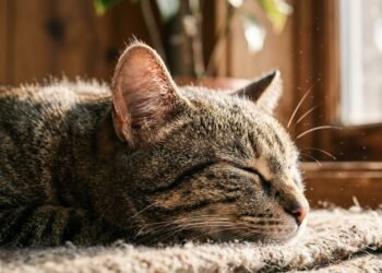 por que gatos dormem