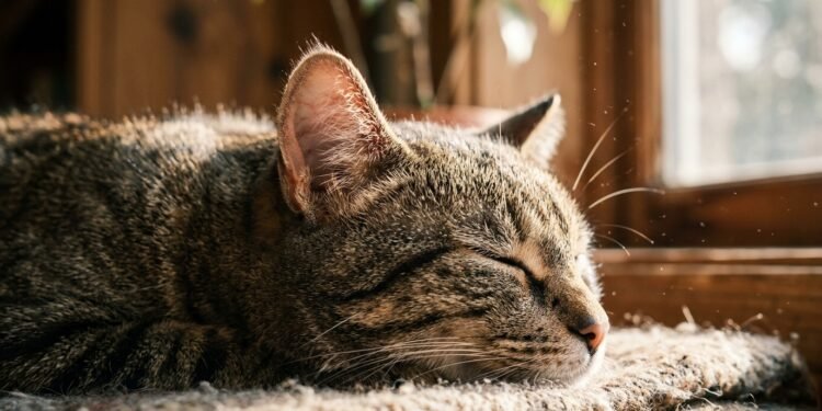 por que gatos dormem