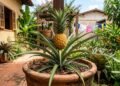 Plantar abacaxi pela coroa: como aproveitar o topo da fruta e cultivar uma nova planta no vaso de casa