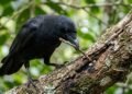 A habilidade inacreditável de usar ferramentas na natureza que surpreendeu os biólogos e revela o lado mais genial e adaptável dos animais