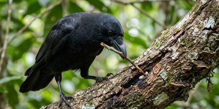 A habilidade inacreditável de usar ferramentas na natureza que surpreendeu os biólogos e revela o lado mais genial e adaptável dos animais