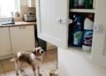 A casa também pode deixar seu pet doente: produtos comuns que exigem cuidado redobrado