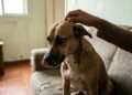 acariciar cães