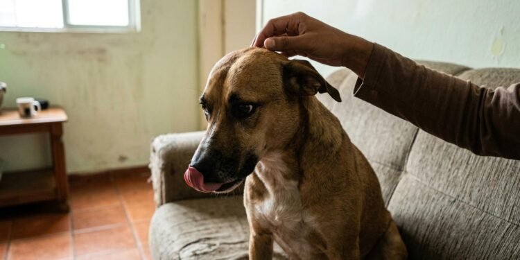 acariciar cães