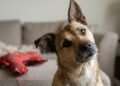 Por que alguns cães inclinam a cabeça ao ouvir palavras