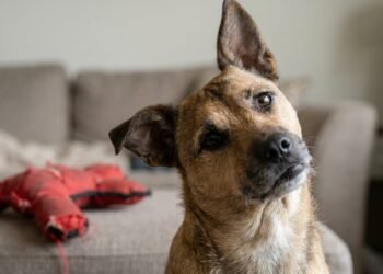 Por que alguns cães inclinam a cabeça ao ouvir palavras