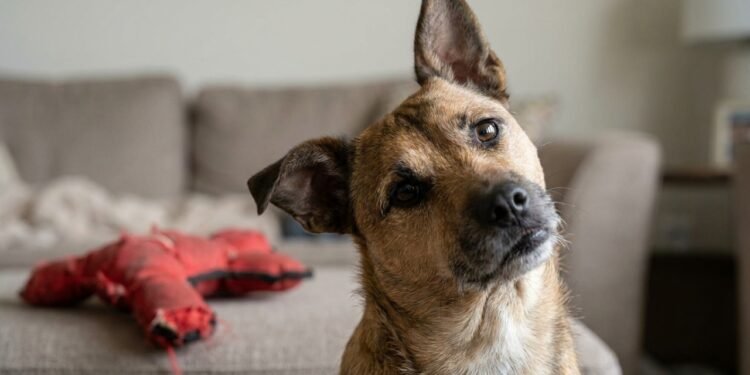 Por que alguns cães inclinam a cabeça ao ouvir palavras