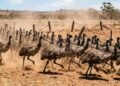 O conflito oficial bizarro em que um governo declarou guerra contra uma enorme horda de aves que destruía plantações, e as aves venceram
