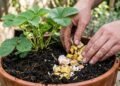 Enterrar cascas de banana e ovos na terra do vaso: a técnica de adubação orgânica que aumenta o tamanho e a doçura dos morangos na horta
