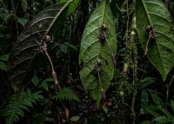 A zumbificação bizarra de insetos que surpreendeu os biólogos e revela o controle mental absoluto exercido pelo fungo sobre as formigas