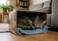 O motivo pelo qual seu gato prefere uma caixa de papelão à cama cara pode revelar muito sobre o comportamento felino
