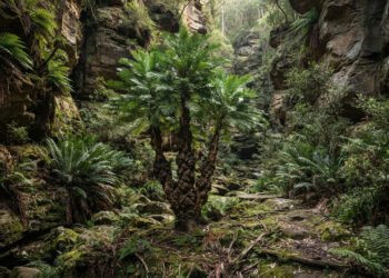 Pinheiro-de-Wollemi: a árvore australiana que atravessou milhões de anos e ainda luta para sobreviver