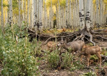 Maior planta do mundo pesa cerca de 6 mil toneladas e parece uma floresta com 47 mil árvores