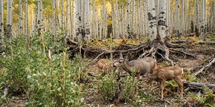 Maior planta do mundo pesa cerca de 6 mil toneladas e parece uma floresta com 47 mil árvores