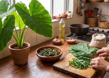 A folha mais esquecida da cozinha brasileira é uma das mais nutritivas, conheça a taioba e como preparar sem erro