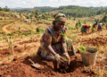 Frase do dia de Wangari Maathai, “São as pequenas coisas que os cidadãos fazem que vão fazer a diferença. A minha pequena coisa é plantar árvores”