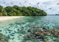 Em 2024, Palau removeu ratos invasores de uma pequena ilha, um ano depois a biomassa de peixes aumentou 183% em um dos recifes monitorados