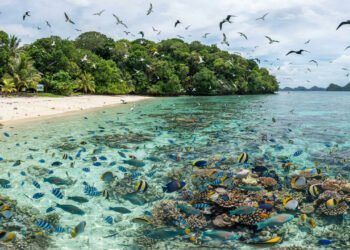 Em 2024, Palau removeu ratos invasores de uma pequena ilha, um ano depois a biomassa de peixes aumentou 183% em um dos recifes monitorados