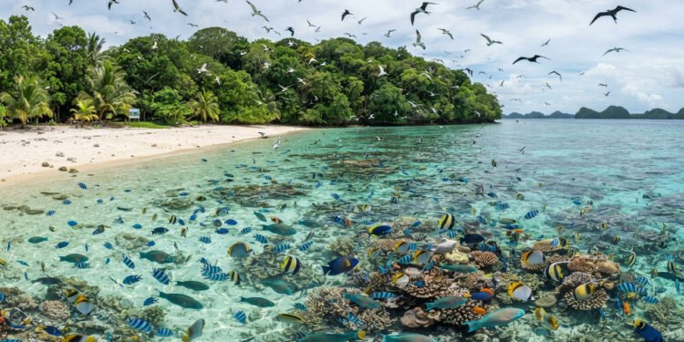 Em 2024, Palau removeu ratos invasores de uma pequena ilha, um ano depois a biomassa de peixes aumentou 183% em um dos recifes monitorados