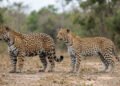 Diferenças entre onça-pintada e leopardo: como reconhecer esses dois grandes felinos pelas manchas, porte e continente
