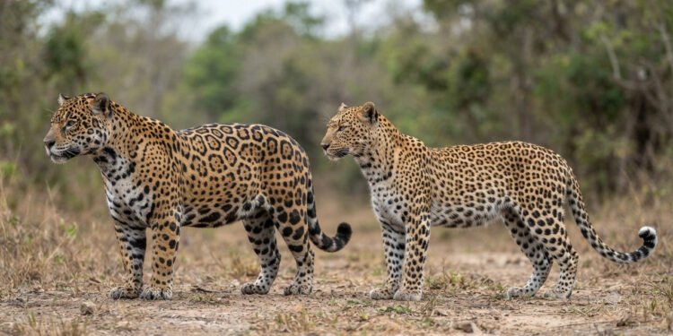 Diferenças entre onça-pintada e leopardo: como reconhecer esses dois grandes felinos pelas manchas, porte e continente
