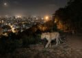 Uma relação entre leopardos e cães pode evitar milhares de problemas em Mumbai: estudo revela como esse convívio inesperado ajuda a reduzir riscos e o que pesquisadores descobriram sobre esse comportamento na maior cidade da Índia