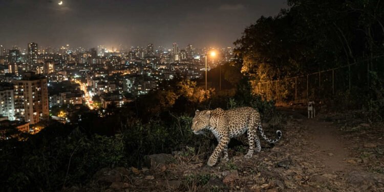 Uma relação entre leopardos e cães pode evitar milhares de problemas em Mumbai: estudo revela como esse convívio inesperado ajuda a reduzir riscos e o que pesquisadores descobriram sobre esse comportamento na maior cidade da Índia