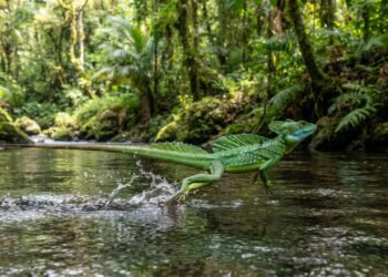 O lagarto que corre sobre a água sem afundar intriga especialistas em natureza há décadas