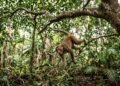 O que significa o provérbio japonês “Até os macacos caem das árvores”, uma lição sobre erros, experiência e a pressão para ser perfeito