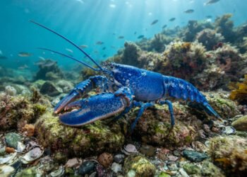 Lagosta azul, este é o motivo de sua carapaça ter uma cor tão rara