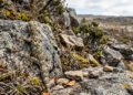Estudo mostra como estratégias de sobrevivência ajudam a compreender a biodiversidade