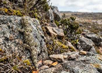 Estudo mostra como estratégias de sobrevivência ajudam a compreender a biodiversidade