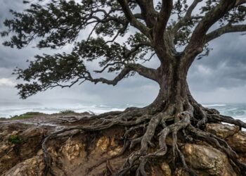 Provérbio do dia: “Uma árvore de raízes profundas não teme a força do vento”, e a reflexão sobre como uma base emocional forte ajuda a enfrentar momentos difíceis