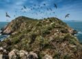Nesta ilha vivem cerca de 20 mil víboras e quase todo o território pertence a elas