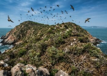Nesta ilha vivem cerca de 20 mil víboras e quase todo o território pertence a elas