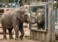 Elefanta identifica marca na própria cabeça ao se olhar no espelho: pesquisadores explicam por que esse teste do espelho revela um raro sinal de autoconsciência visto em pouquíssimas espécies animais estudadas até hoje pelo mundo.