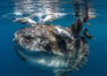 O peixe-lua carrega dezenas de parasitas pelo corpo e recorre a outros animais marinhos para se livrar deles; pesquisadores explicam por que o comportamento revela estratégia de sobrevivência bastante rara entre peixes dos oceanos