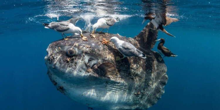O peixe-lua carrega dezenas de parasitas pelo corpo e recorre a outros animais marinhos para se livrar deles; pesquisadores explicam por que o comportamento revela estratégia de sobrevivência bastante rara entre peixes dos oceanos