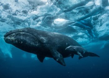 Pode viver mais de 200 anos, esta baleia só atinge a maturidade por volta dos 25