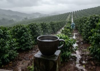 Pesquisadores explicam por que o cultivo dos grãos faz o café ter uma pegada hídrica tão alta na produção agrícola