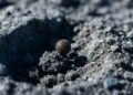 Pesquisadores revelam que o fungo Aspergillus niger resiste às condições extremas simuladas na superfície lunar, e acende alerta entre cientistas sobre riscos que ele representa para o futuro das missões espaciais de longa duração