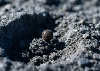 Pesquisadores revelam que o fungo Aspergillus niger resiste às condições extremas simuladas na superfície lunar, e acende alerta entre cientistas sobre riscos que ele representa para o futuro das missões espaciais de longa duração