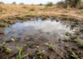 Por que peixes aparecem em poças que ficaram secas durante meses? A ciência por trás dos ovos que esperam a chuva debaixo da terra